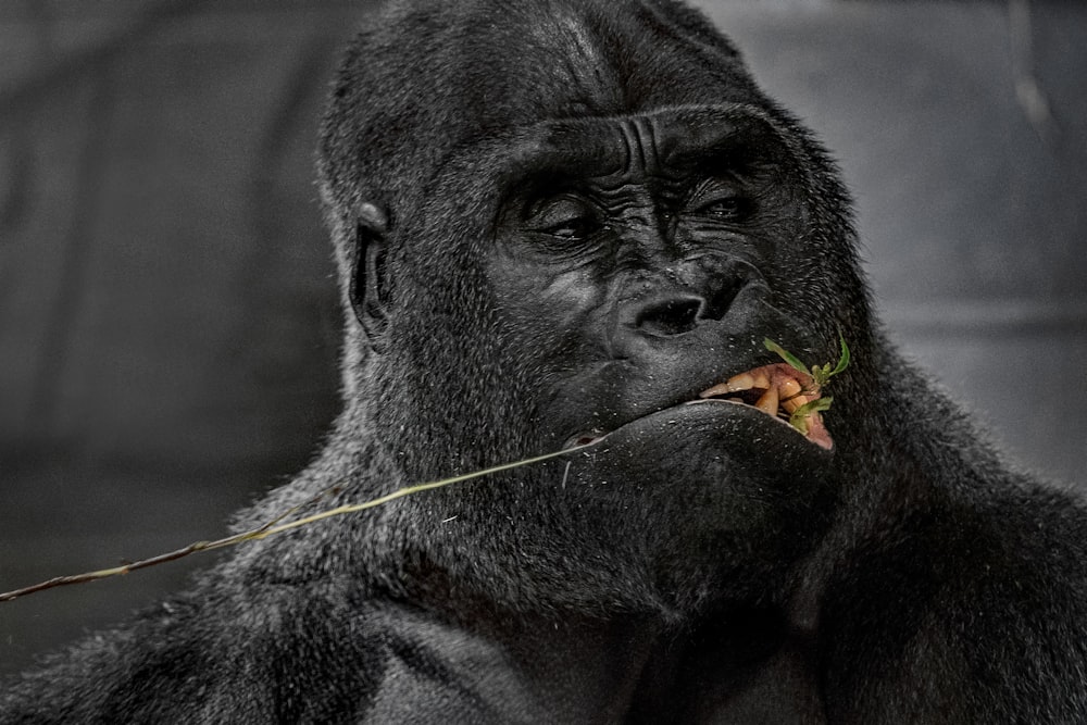 gorilla nero con gli occhi gialli