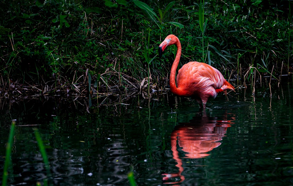 Rosa Flamingos tagsüber auf dem Wasser