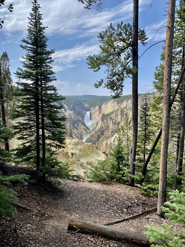 Yellowstone National Park Visitor's Guide