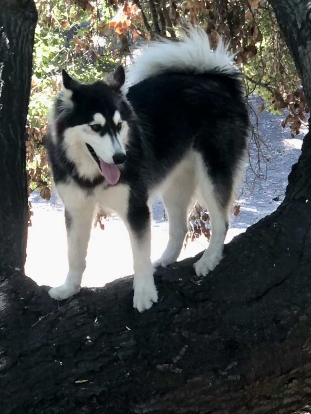 a black and white dog standing on a tree branch