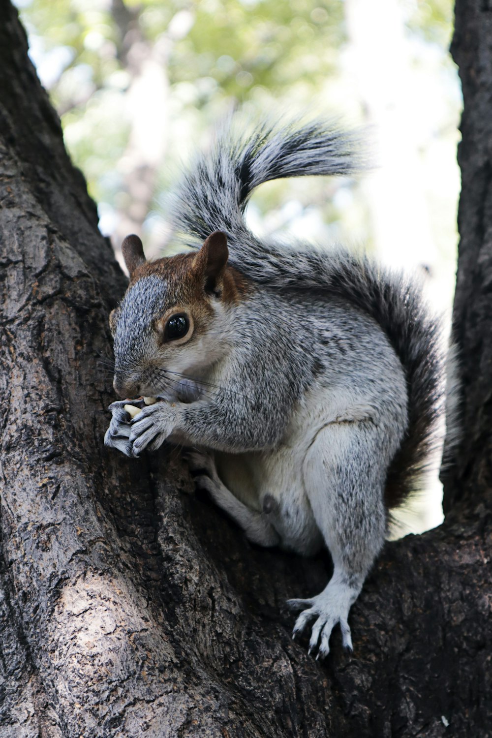 gray and white squirrel on brown tree branch during daytime