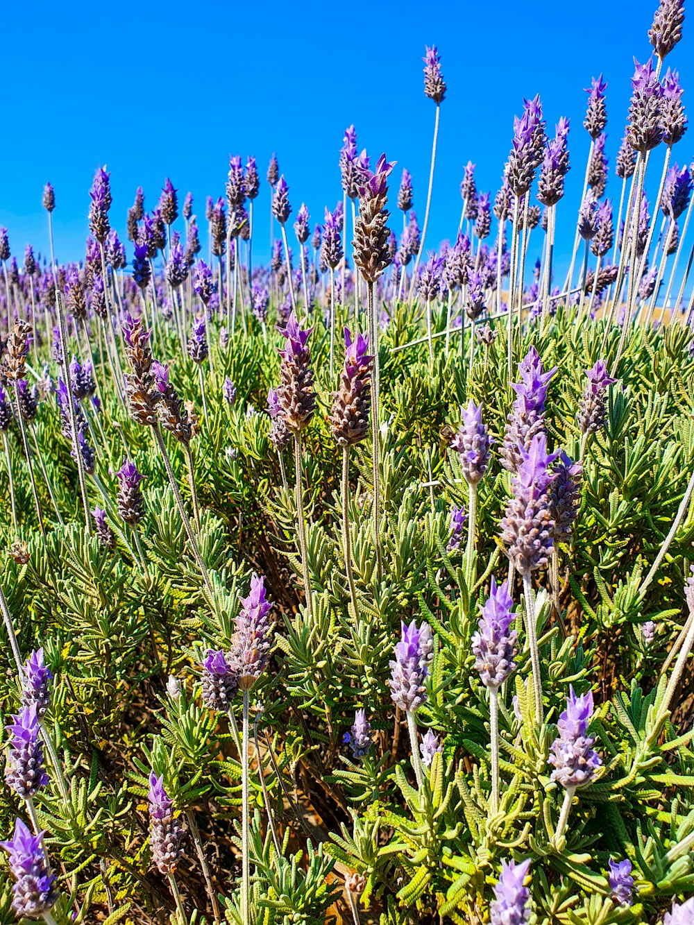 purple flower field under blue sky during daytime