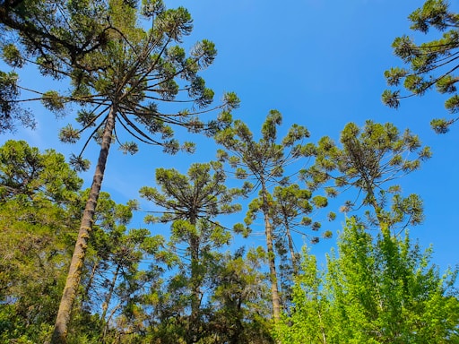 green trees under blue sky during daytime