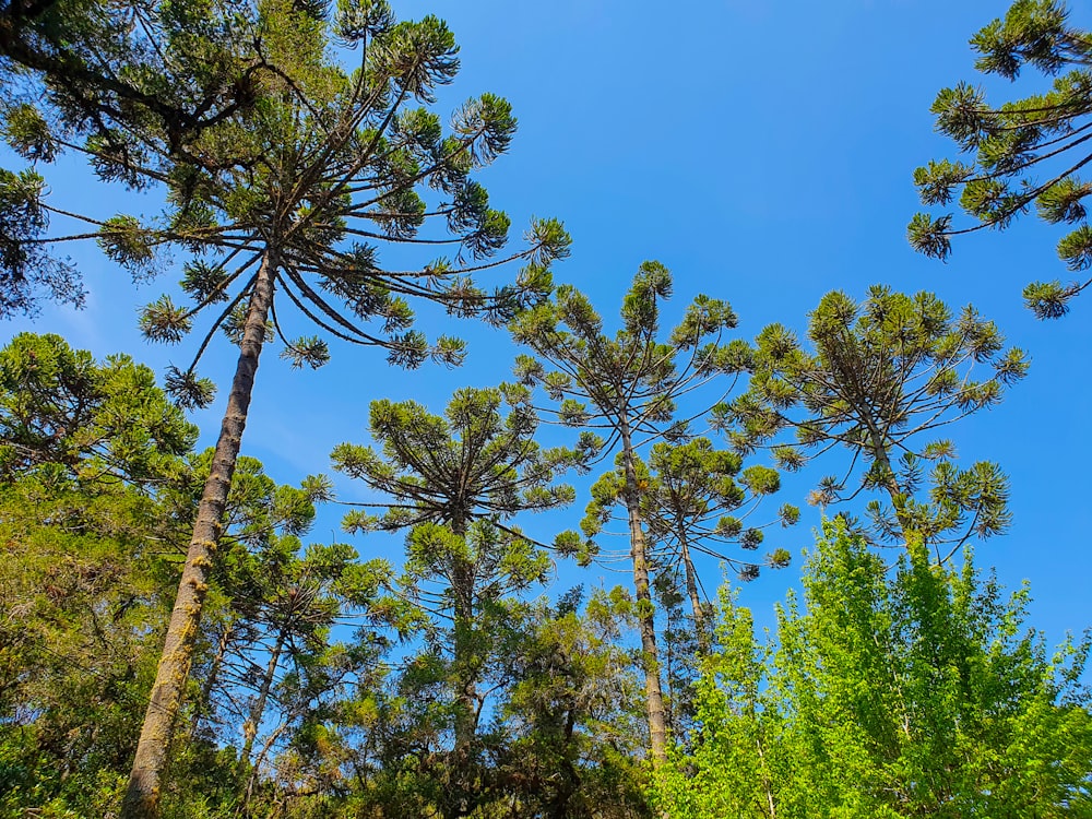 green trees under blue sky during daytime