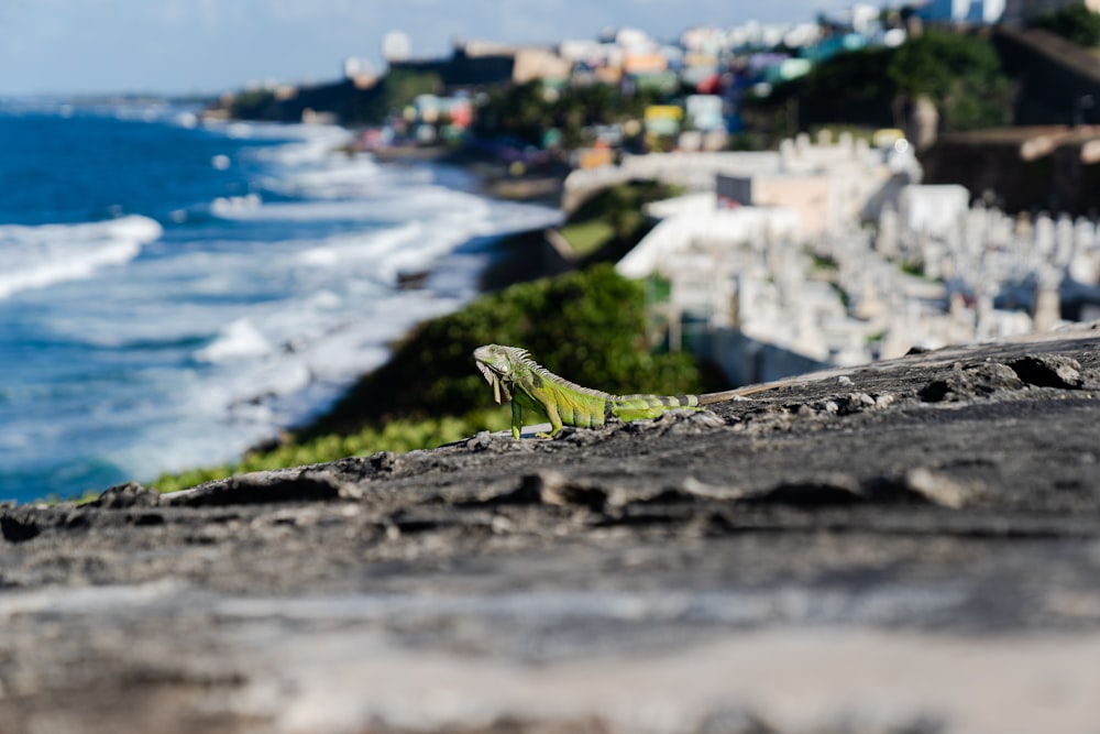 green and black lizard on gray rock near body of water during daytime