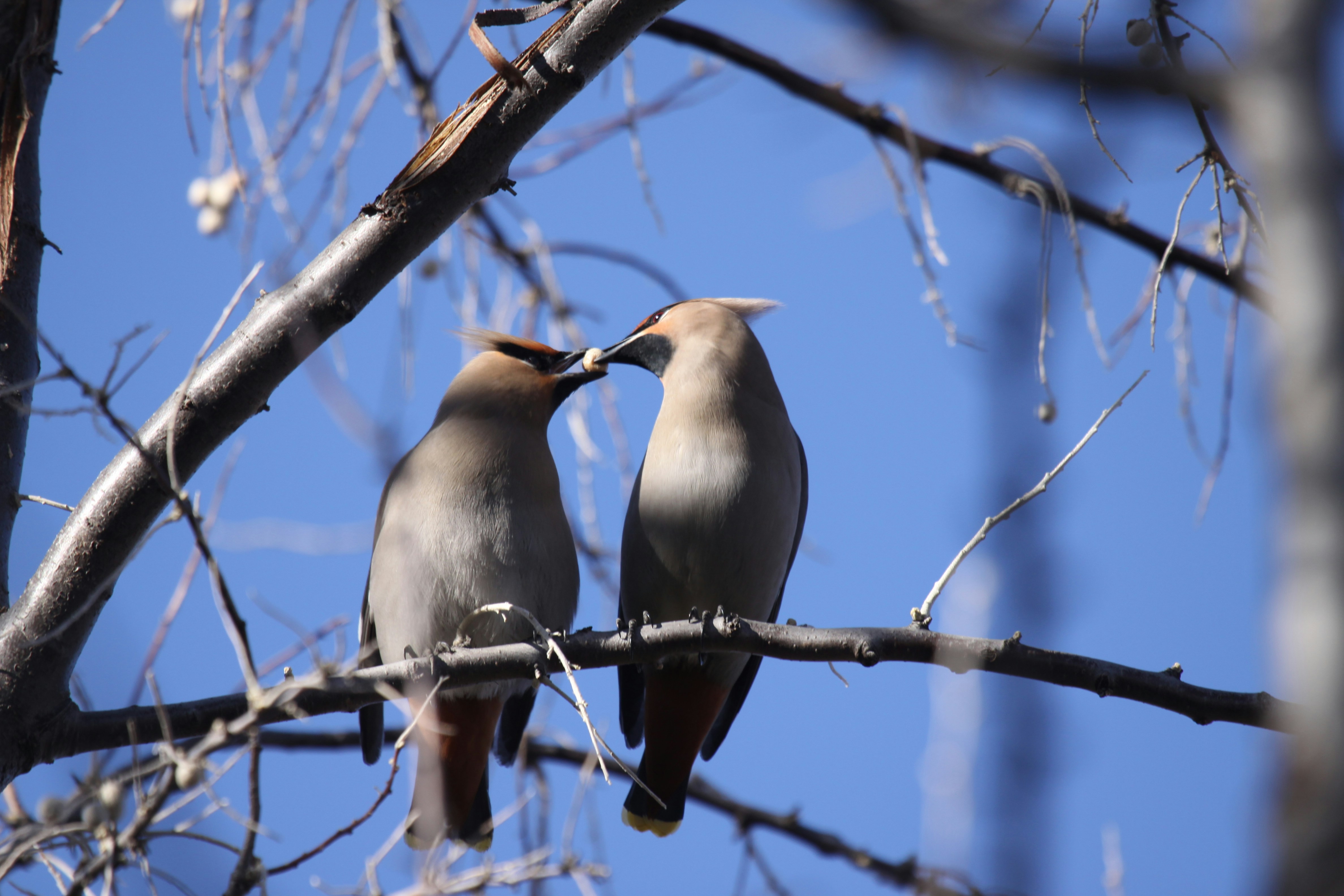 Photo by wildlifeman1939
