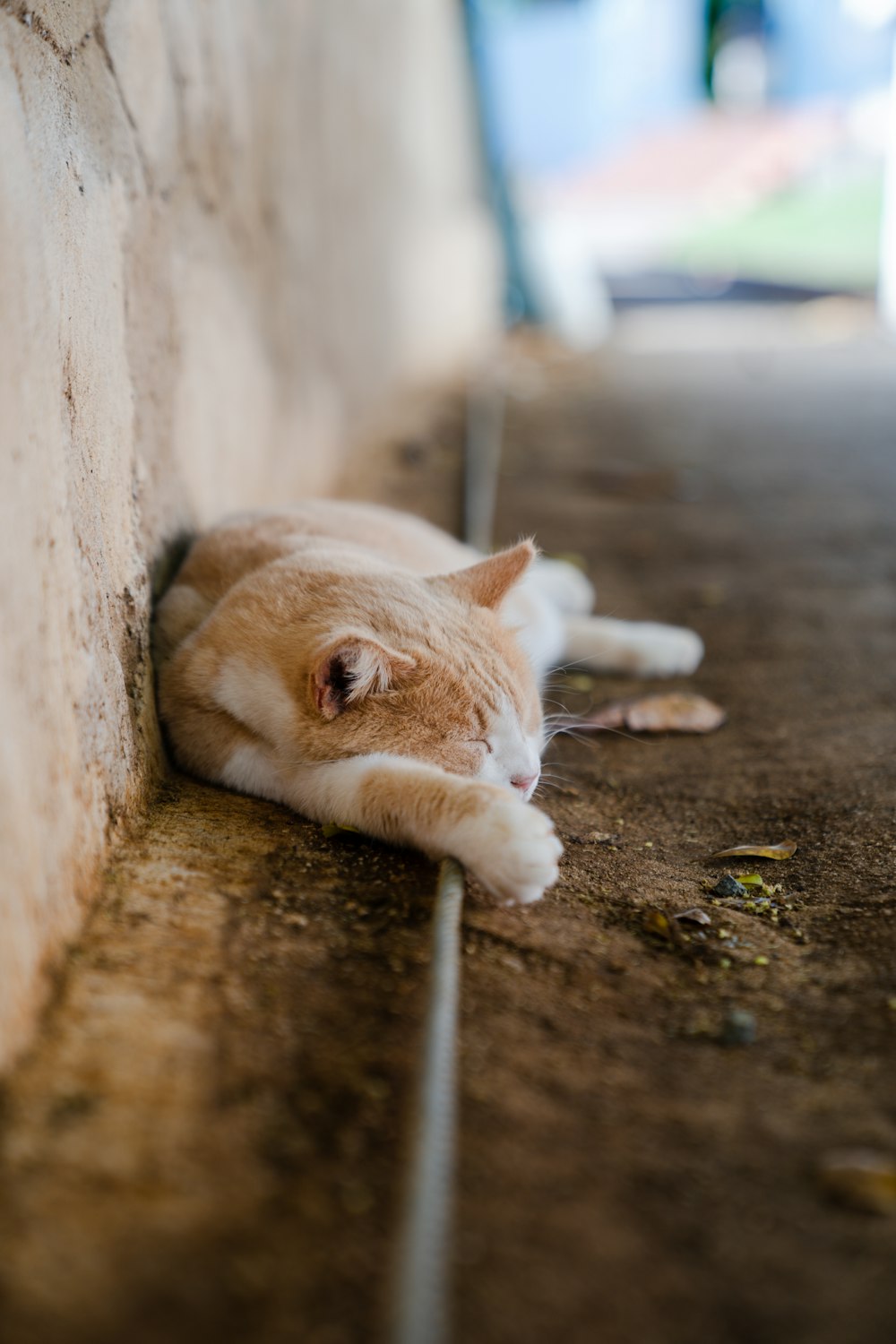 orange tabby cat lying on ground