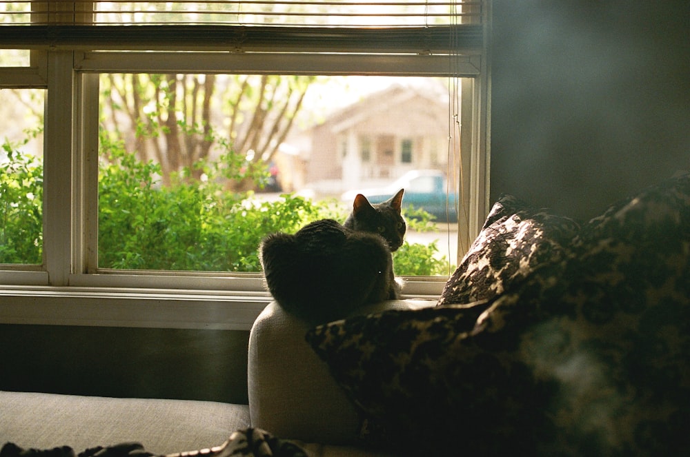 black and white cat on white textile