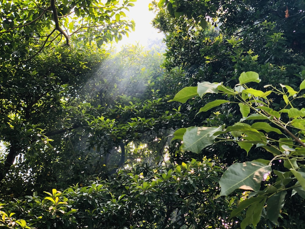 green leaf tree during daytime