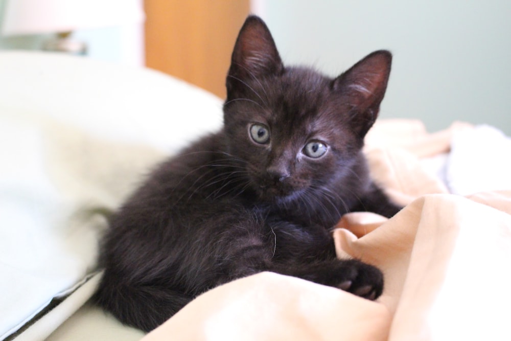 black cat on white textile
