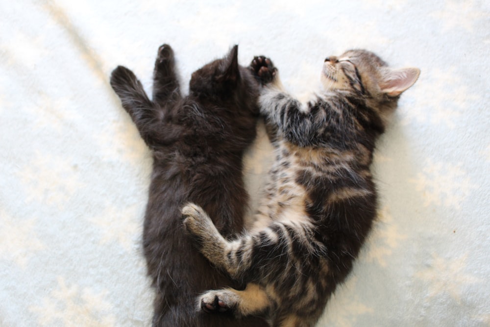 black and brown tabby cat lying on white textile