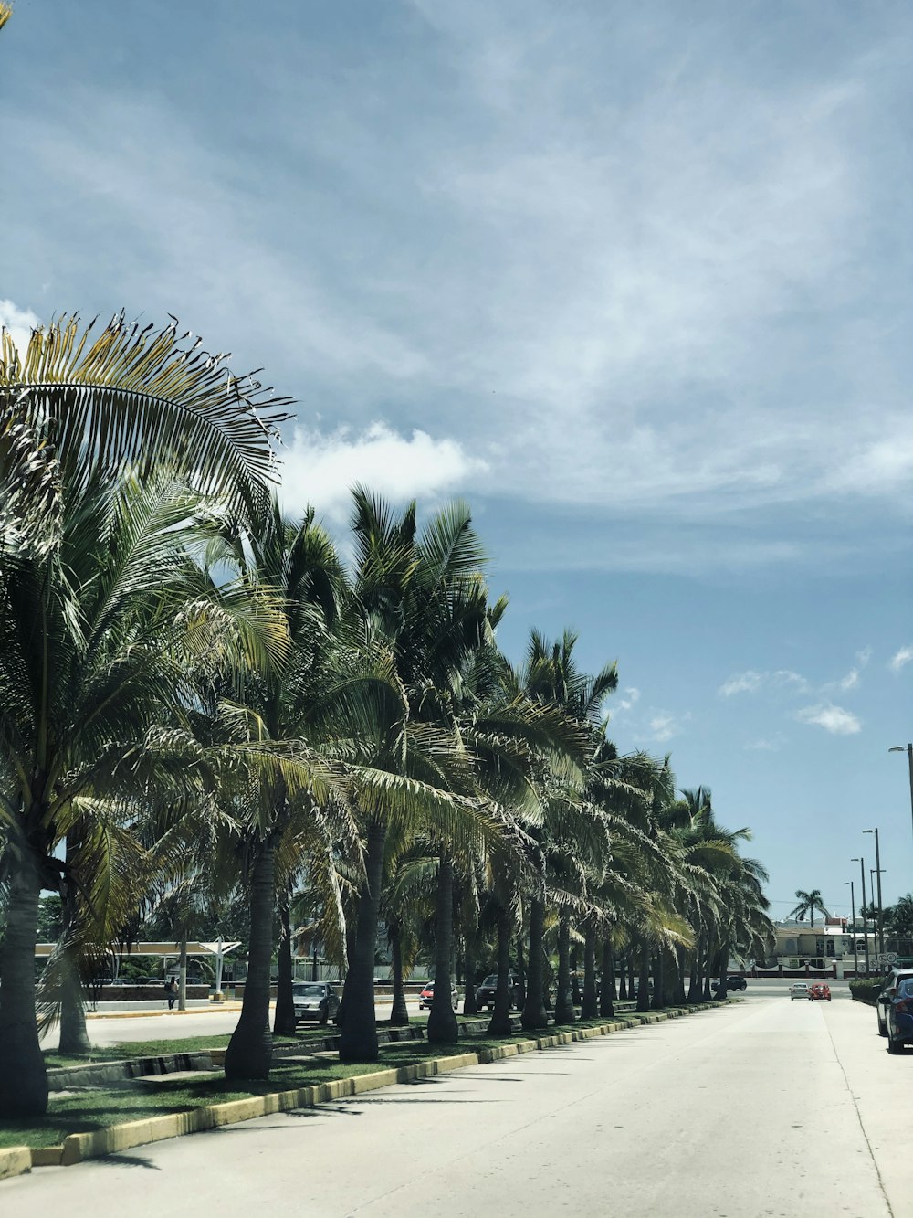 palmeiras verdes perto da estrada durante o dia