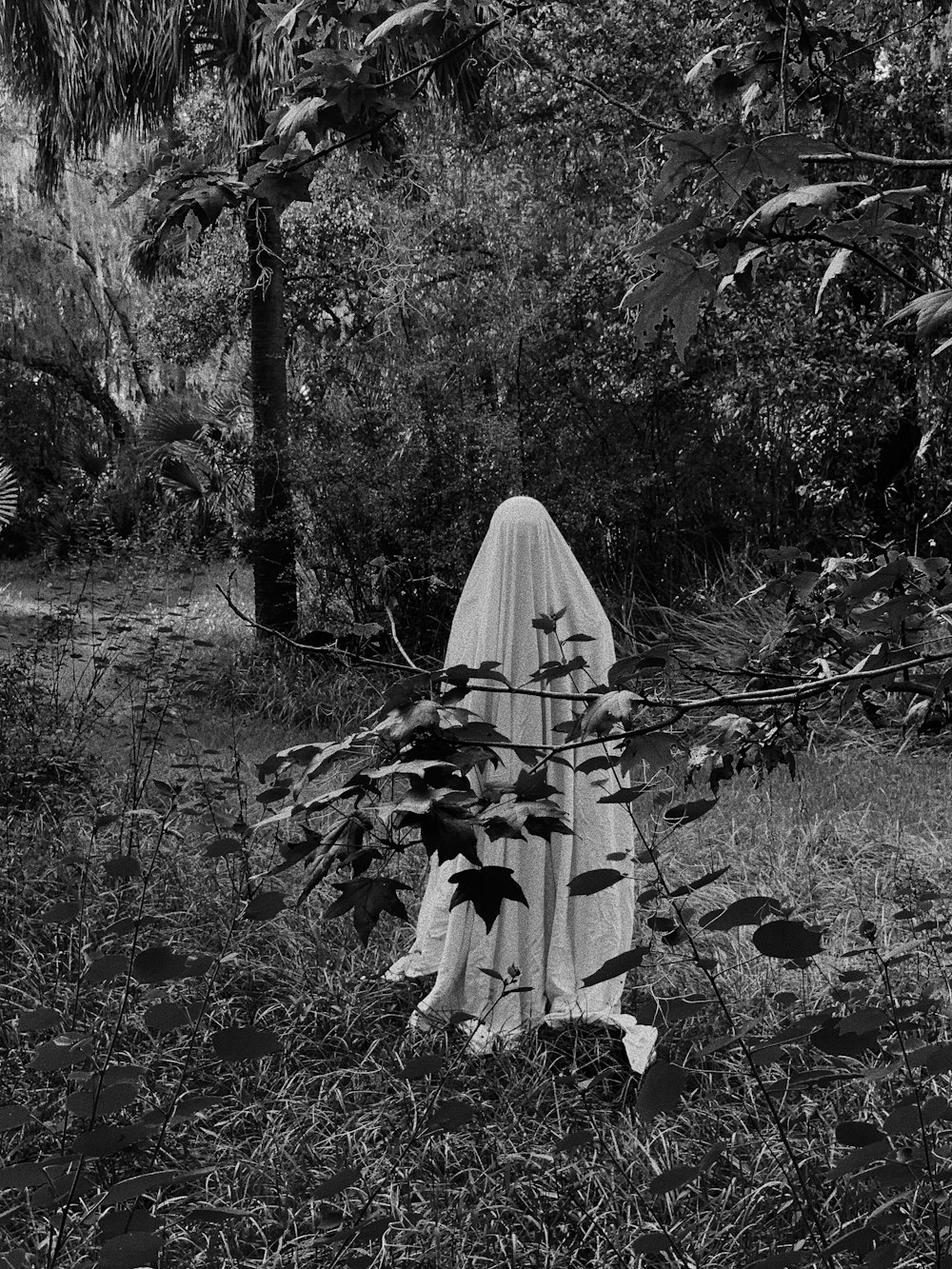 grayscale photo of trees and plants