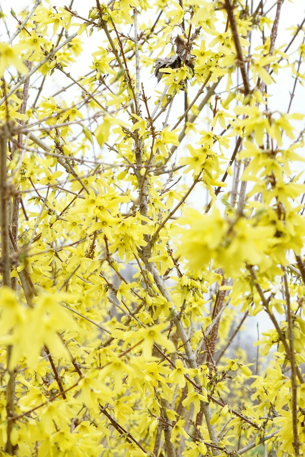 yellow flowers with green leaves