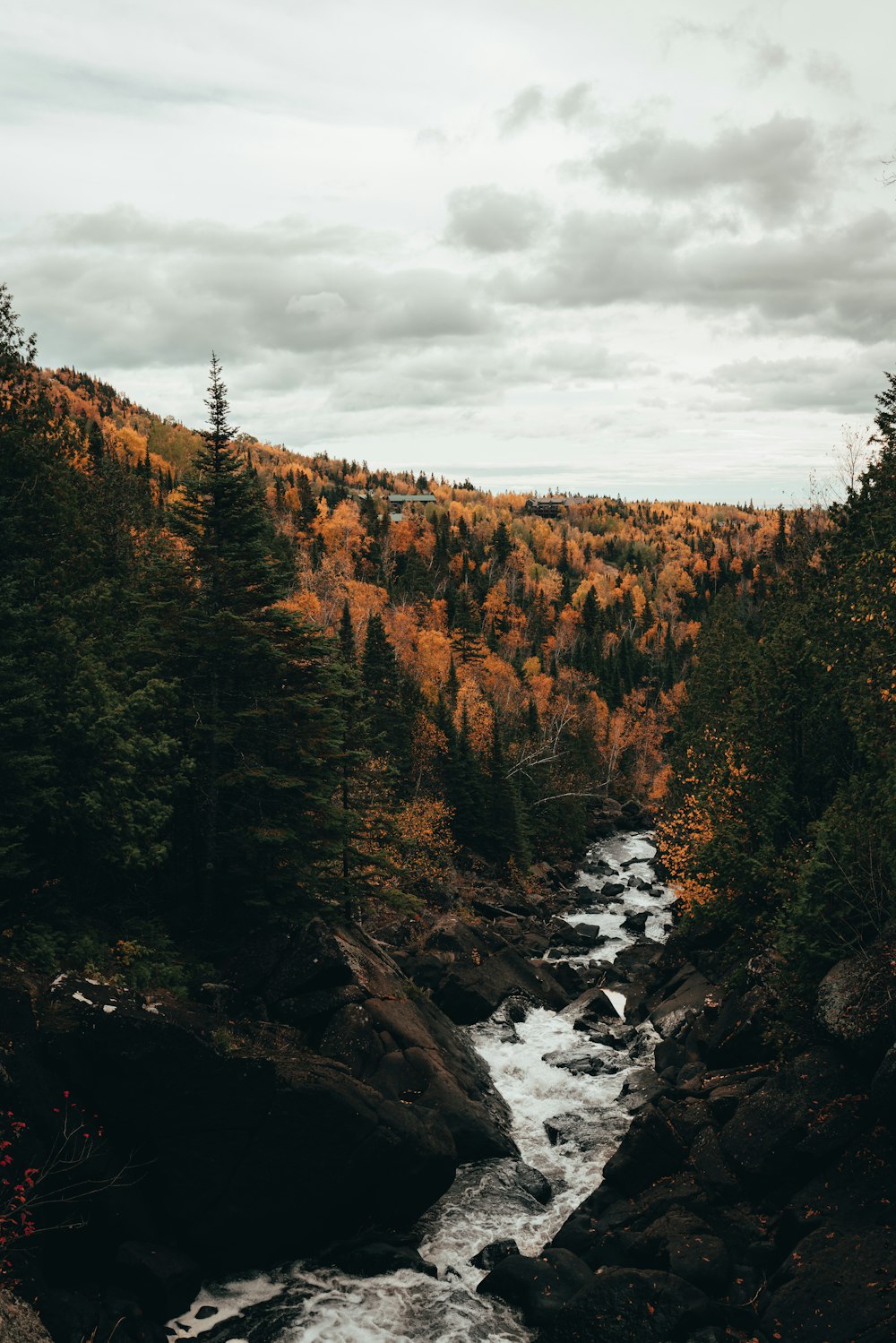 green trees near river under cloudy sky during daytime