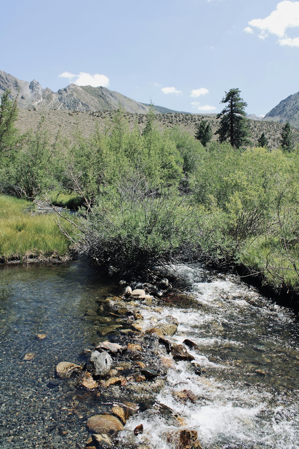 green trees near river during daytime