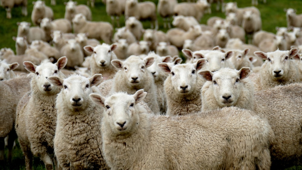 gregge di pecore sul campo di erba verde durante il giorno