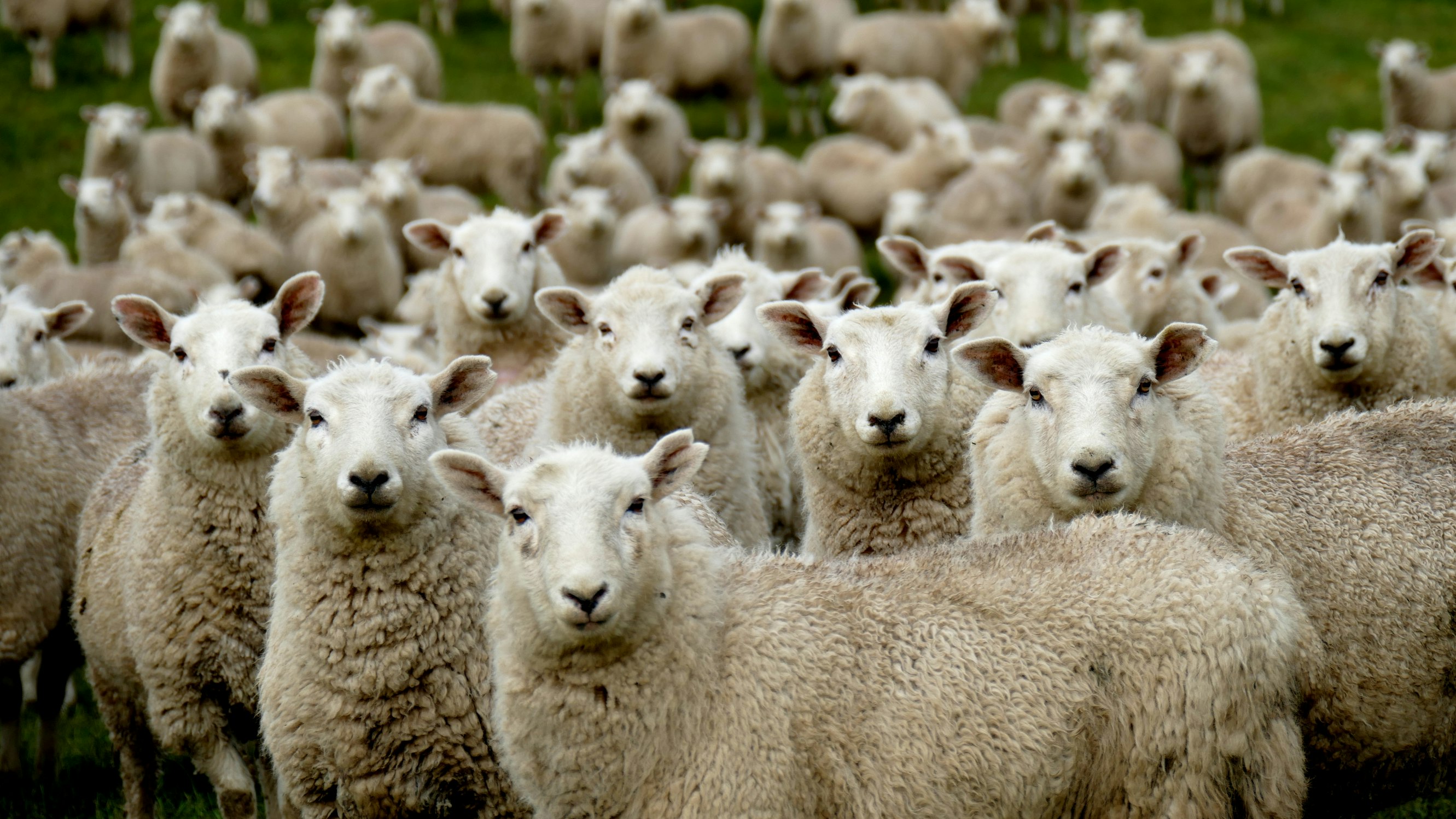 Herd mentality: flock of Sheep Southland New Zealand