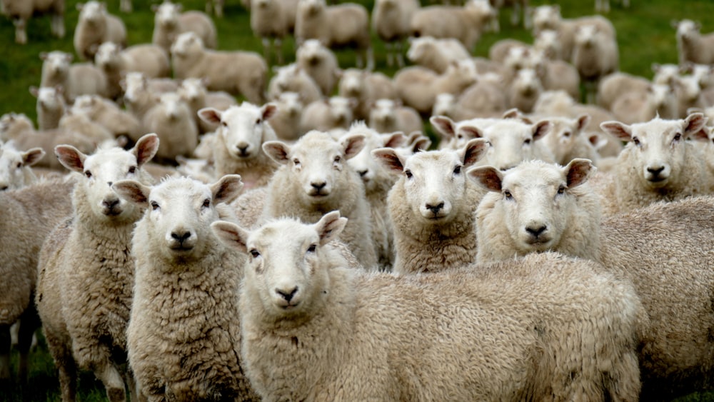 herd of sheep on green grass field during daytime photo – Free Pukerau  Image on Unsplash
