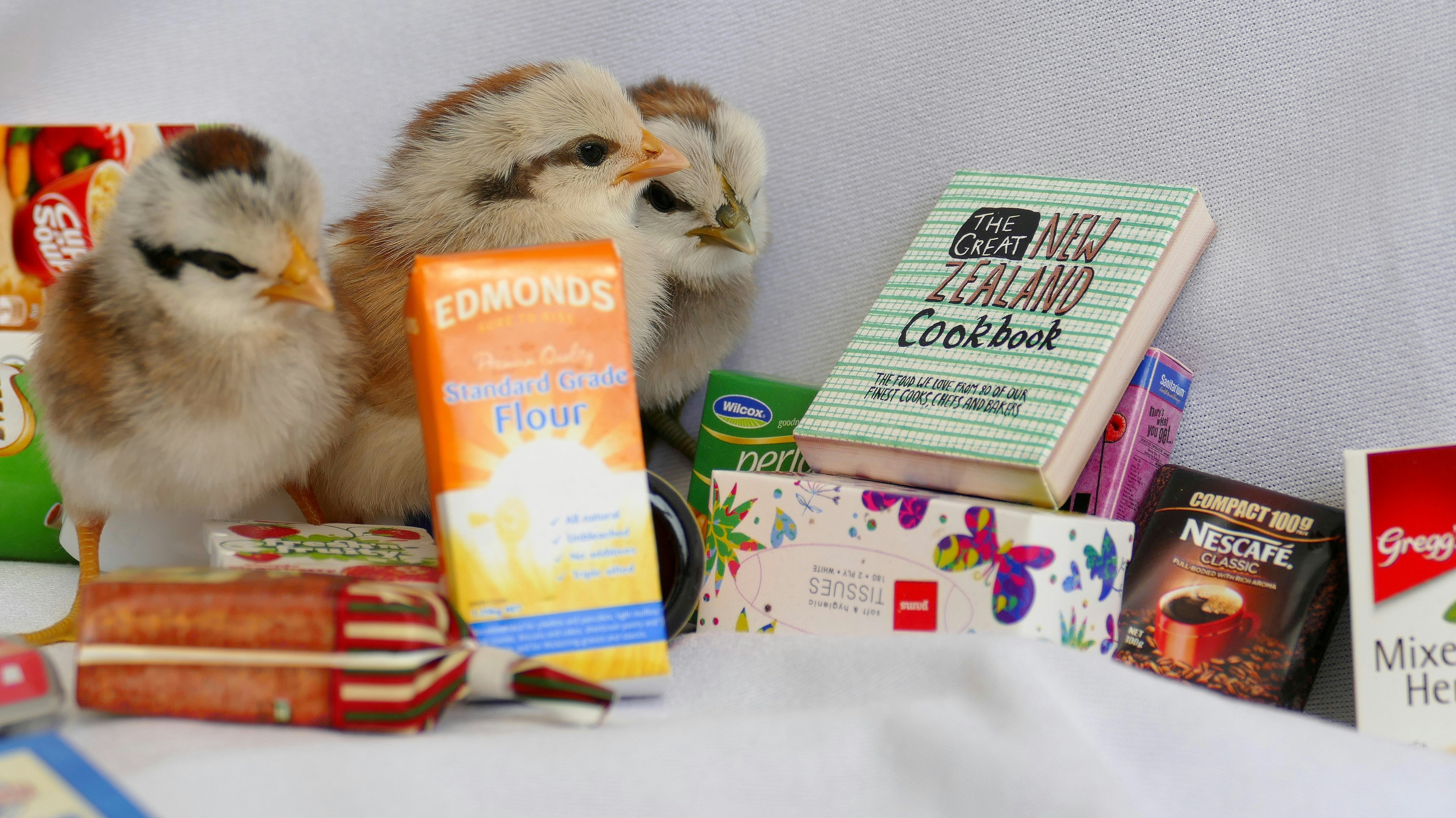 Búho blanco y marrón en caja blanca y verde