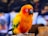 yellow red and green bird