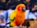 yellow red and green bird