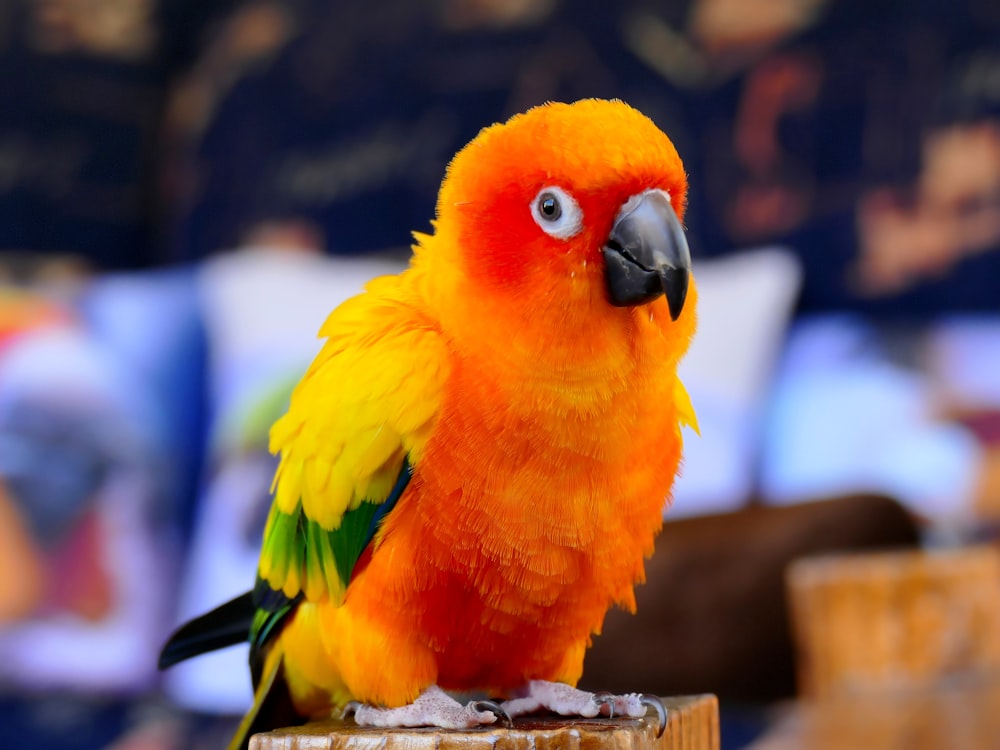 yellow red and green bird