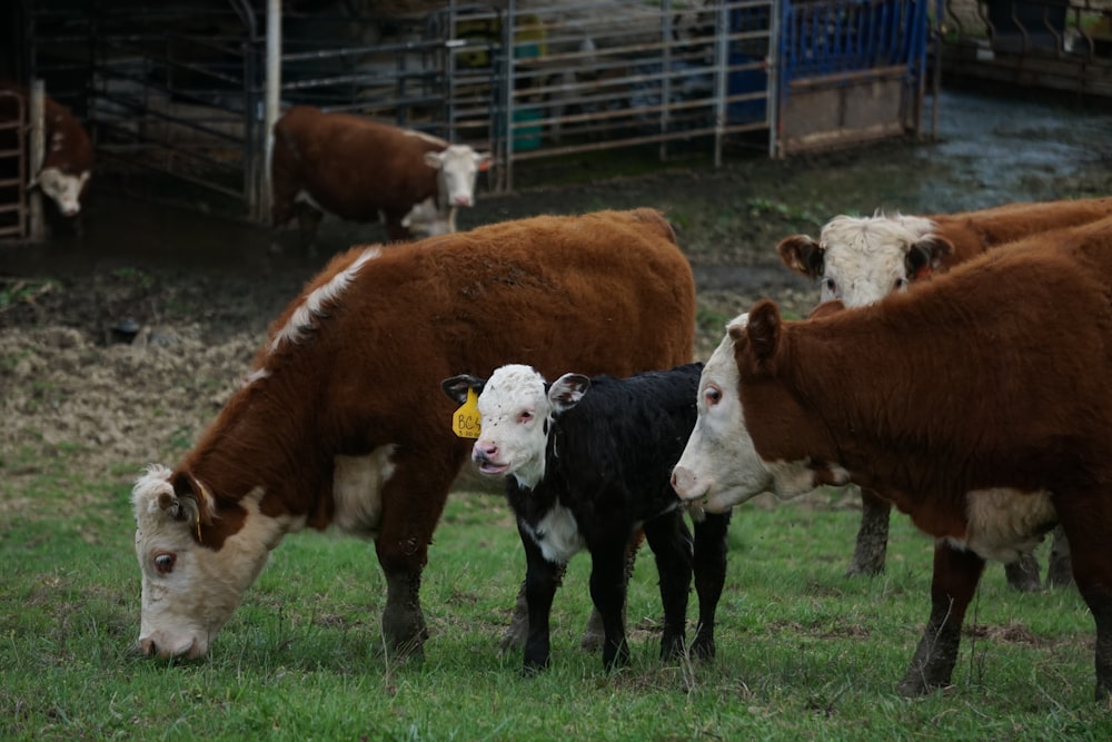 brown and white cow on green grass field during daytime