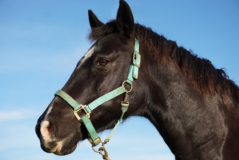 brown horse with brown leather strap