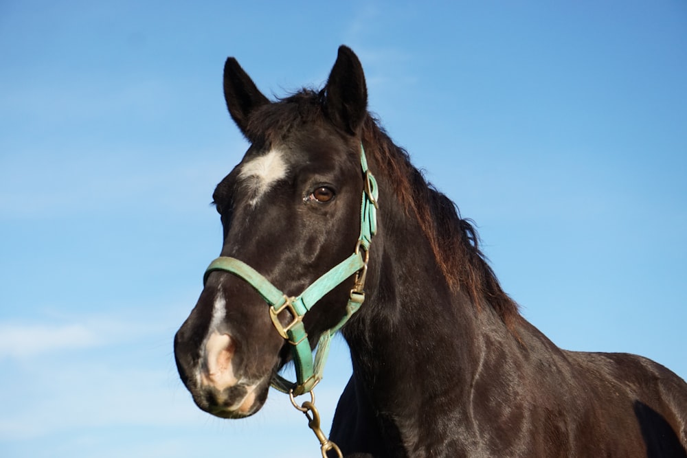 black and white horse with yellow strap