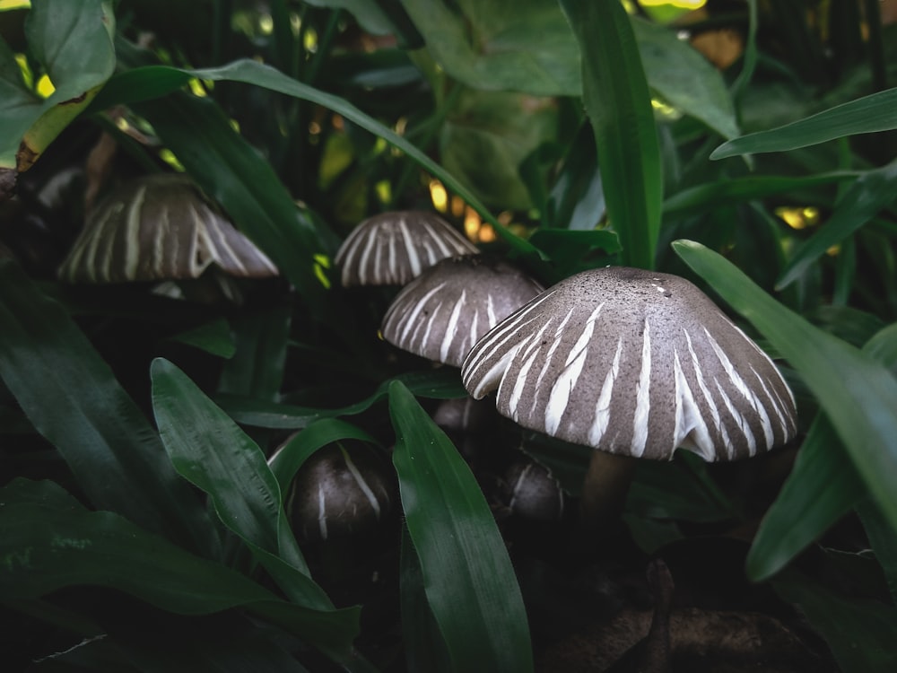 white and brown mushroom near green leaves