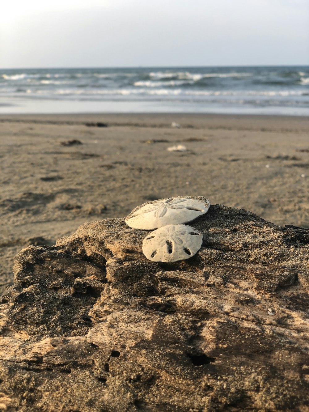 white sea turtle on brown sand during daytime