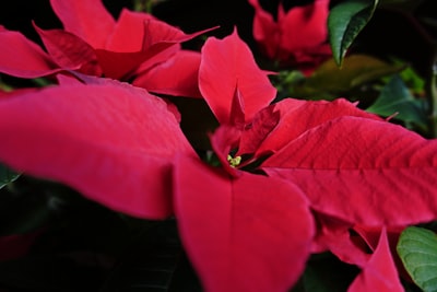 red flower with green leaves poinsettia google meet background