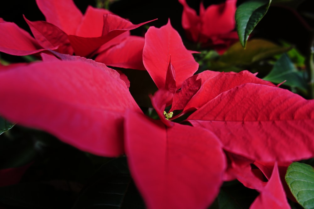 red flower with green leaves