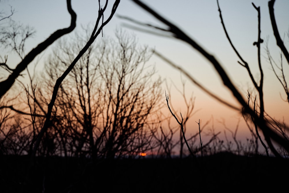 silhouette of bare tree during sunset