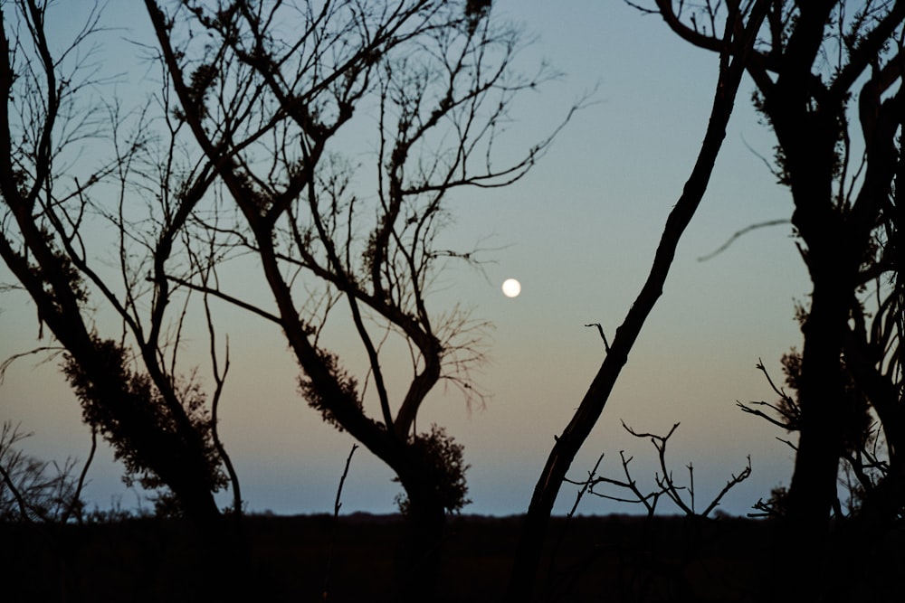 leafless tree under full moon