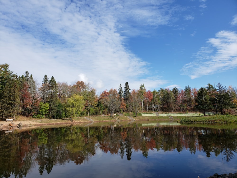 green trees beside river under blue sky during daytime