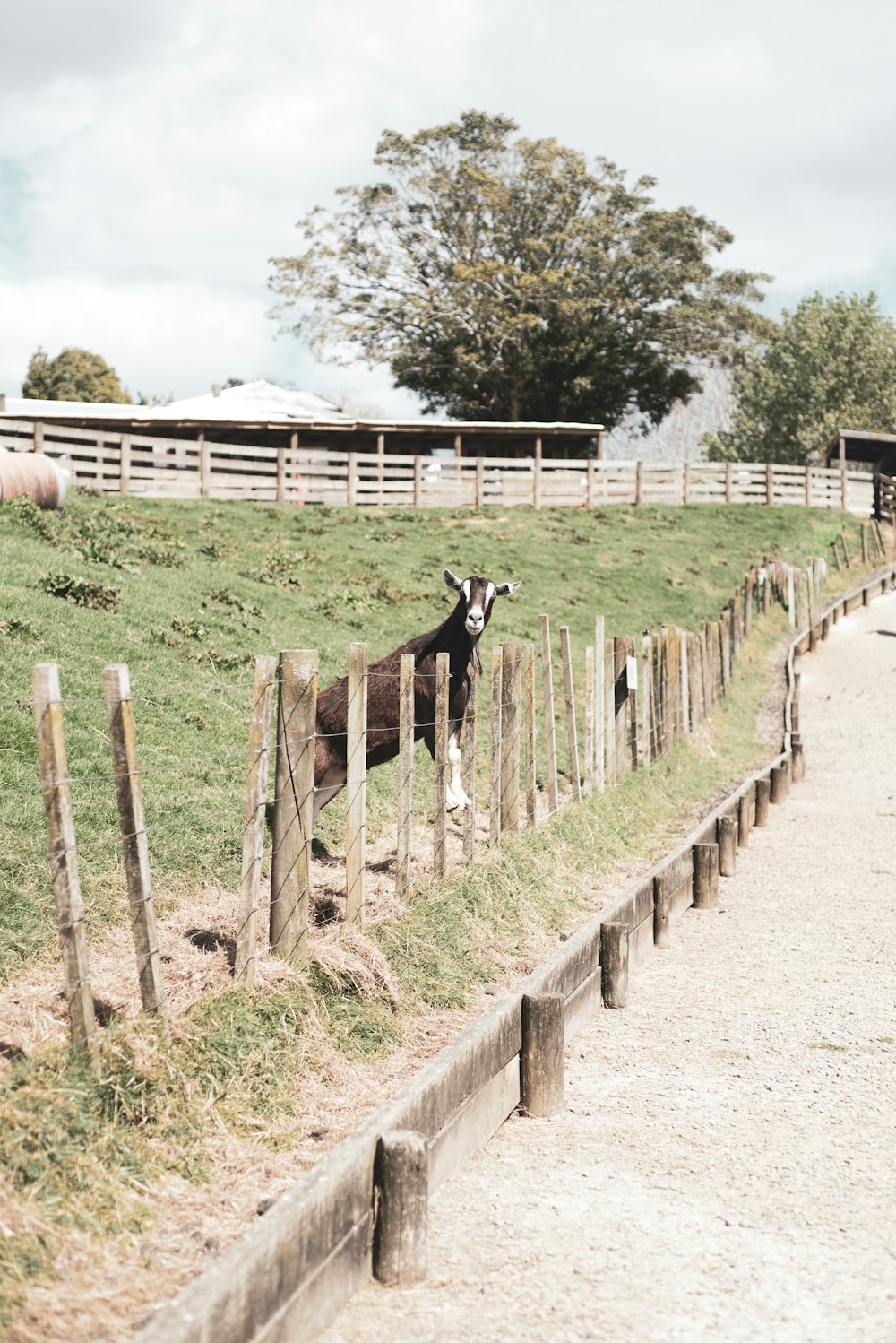 vache noire et blanche sur une clôture en bois brun pendant la journée