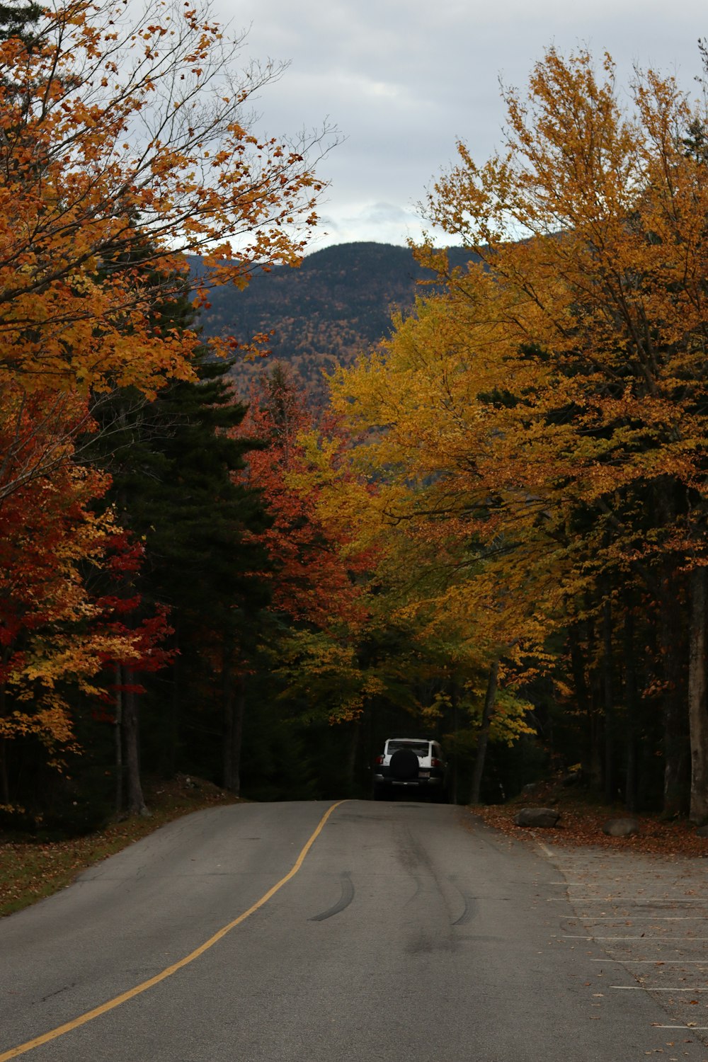 black car on road between trees during daytime