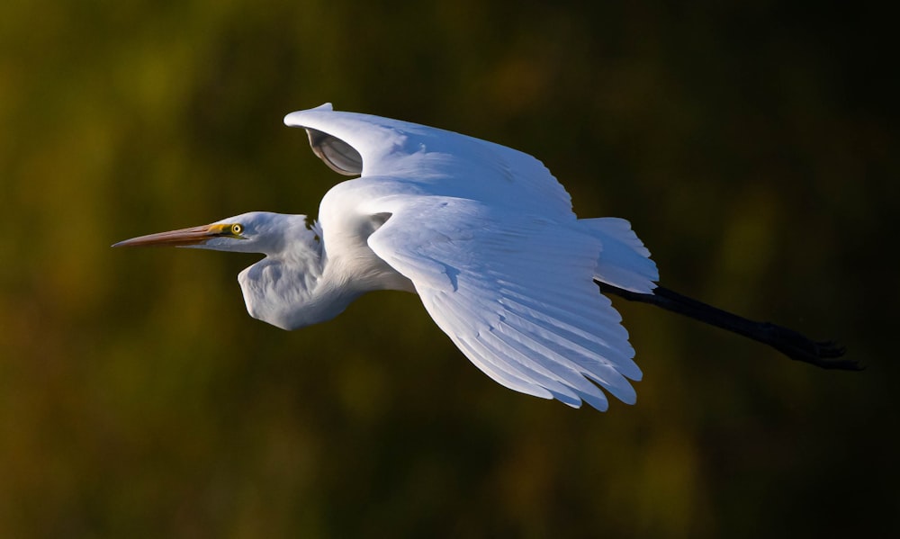 white bird flying during daytime