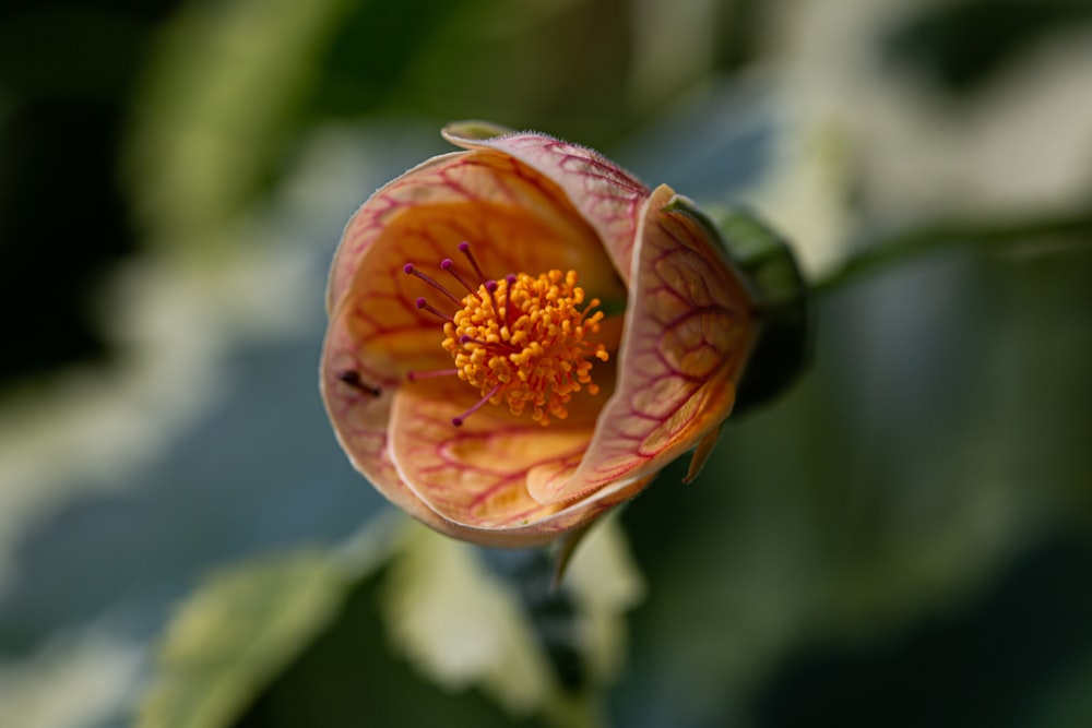 orange flower in tilt shift lens