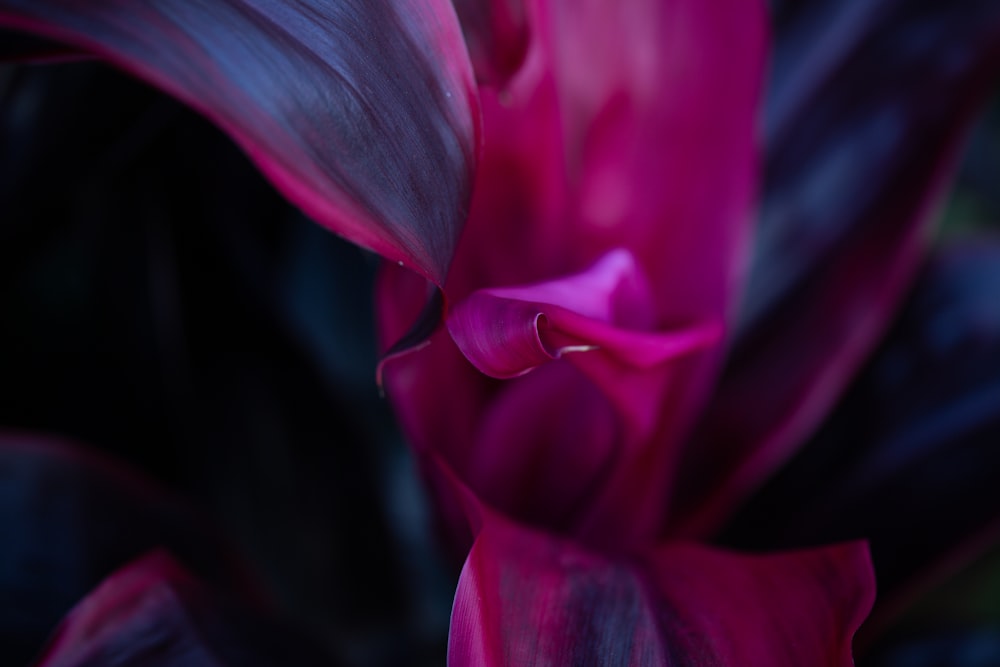 pink flower in close up photography