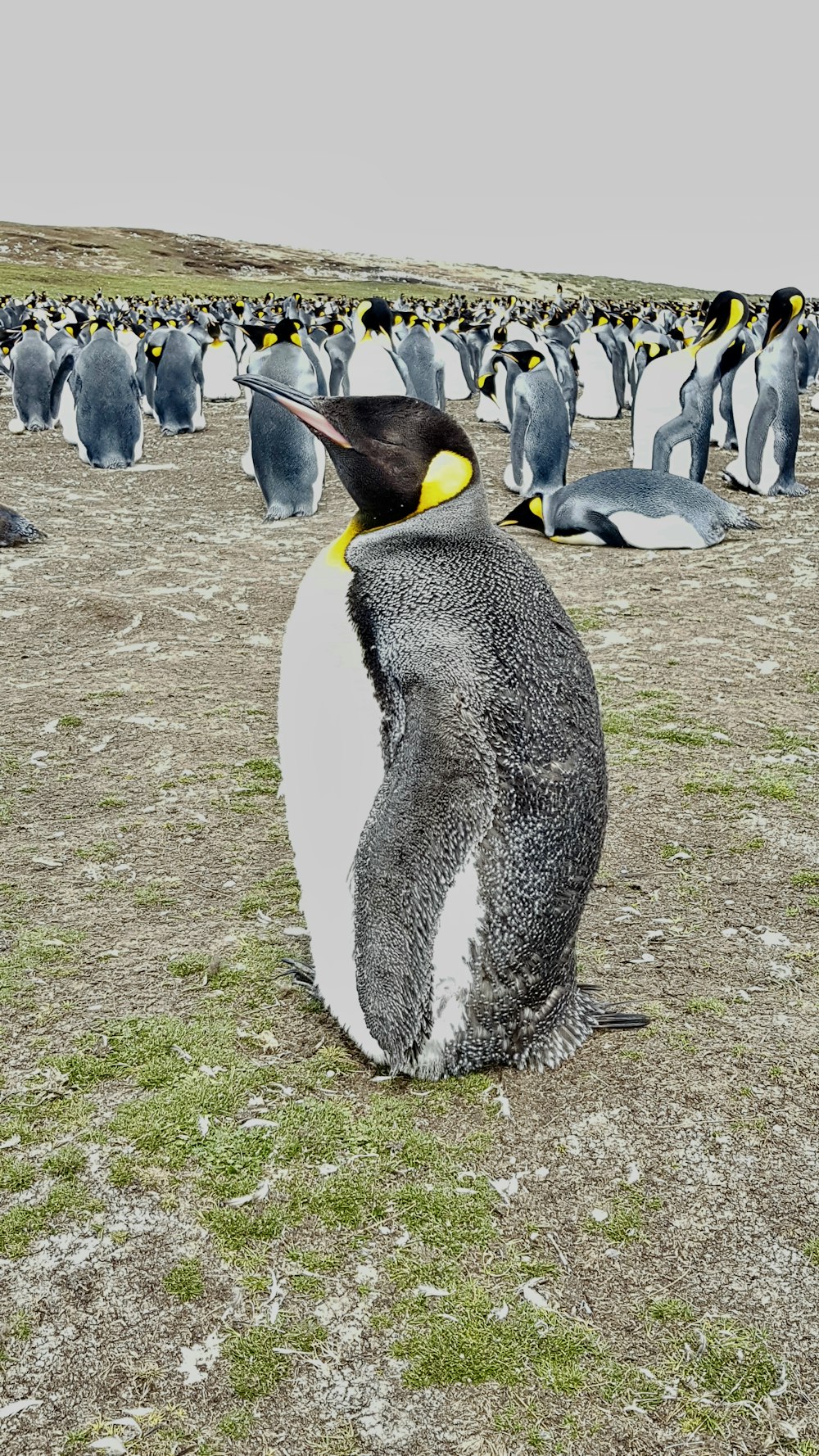 King penguin - Wikipedia, king's english definition 
