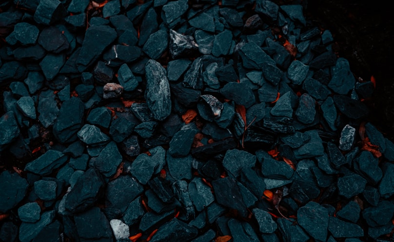 black and red leaves on ground