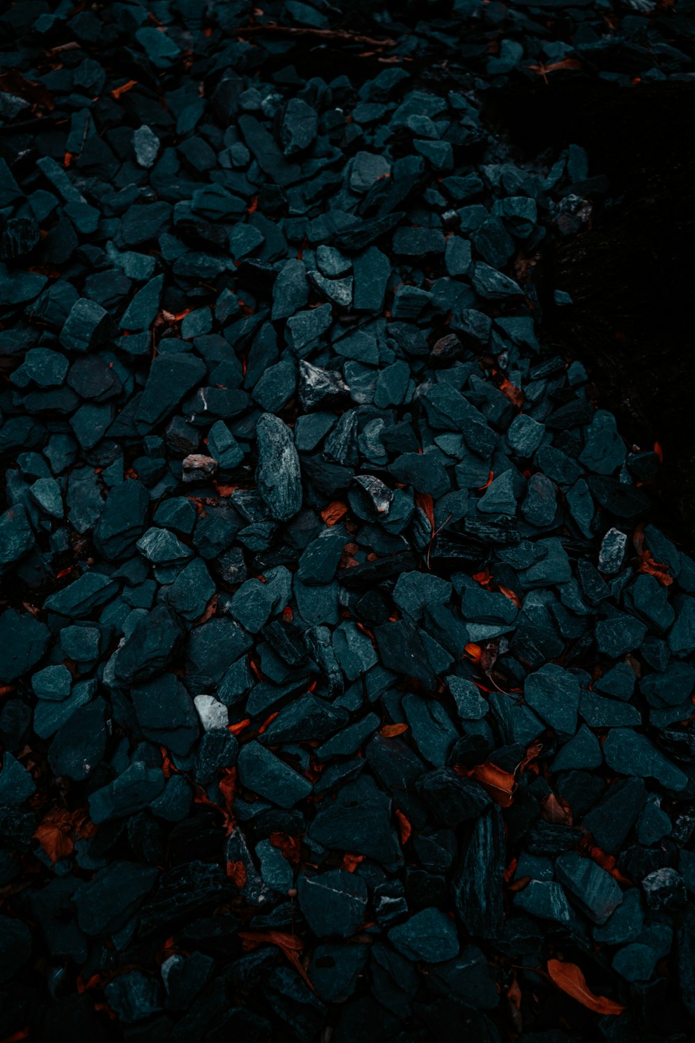 schwarze und rote Blätter auf dem Boden