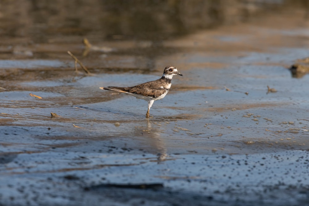 brown and white bird on water during daytime