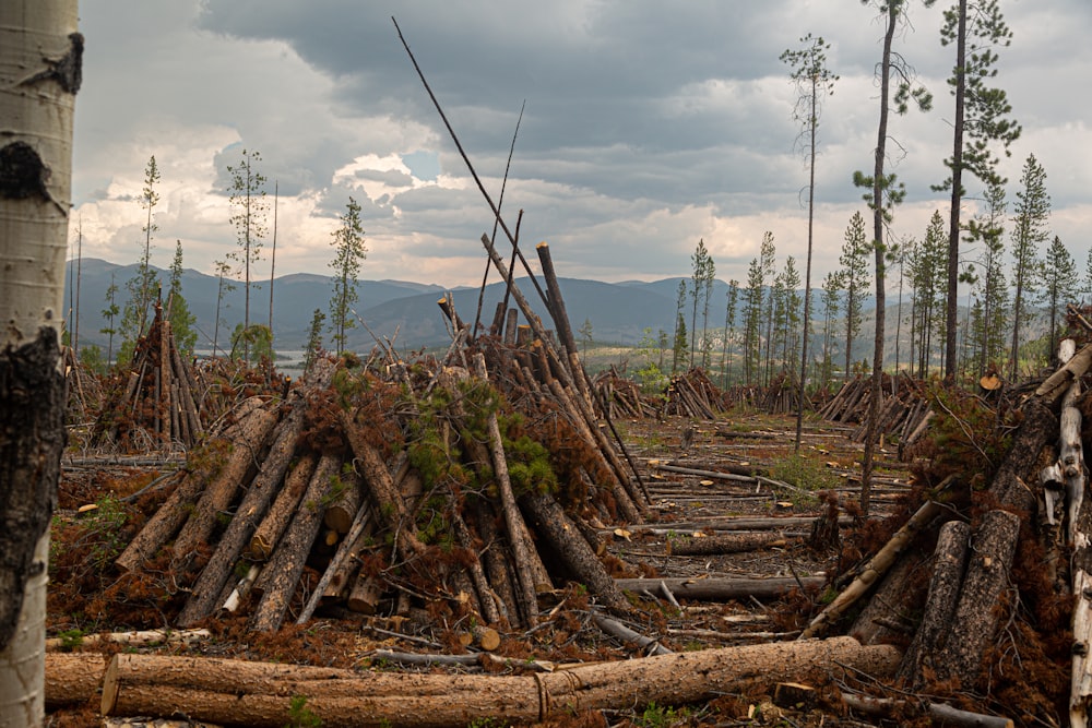 brown wooden logs on brown field under white clouds during daytime