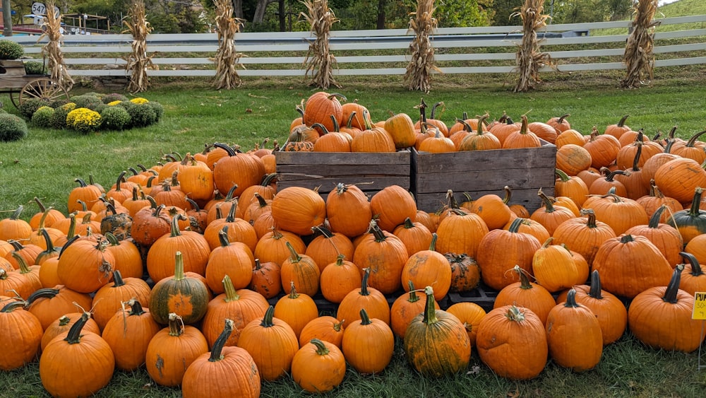 orange pumpkins on green grass field during daytime