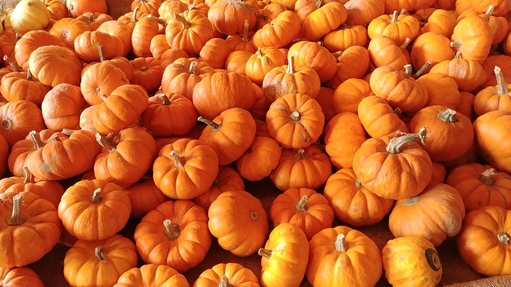 orange pumpkins on brown field during daytime