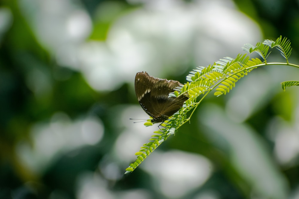 brown butterfly perched on green leaf in close up photography during daytime